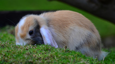 Widderkaninchen (08).jpg